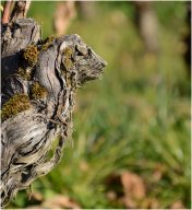 pieds de vignes_09